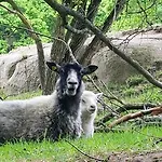 Lägenhetshotell Hammerknuden Allinge-Sandvig