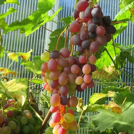 Apartahotel Hammerknuden