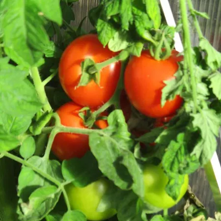 Appart hôtel Hammerknuden 3*