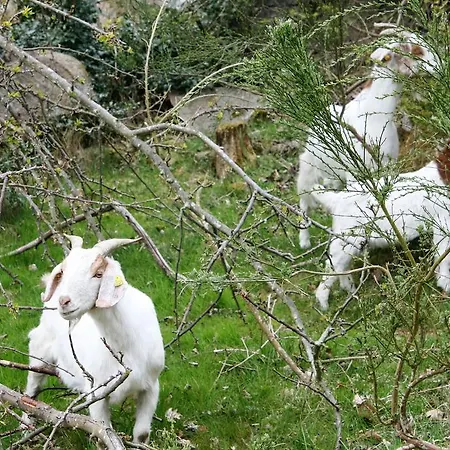 公寓式酒店 Hammerknuden 阿灵厄