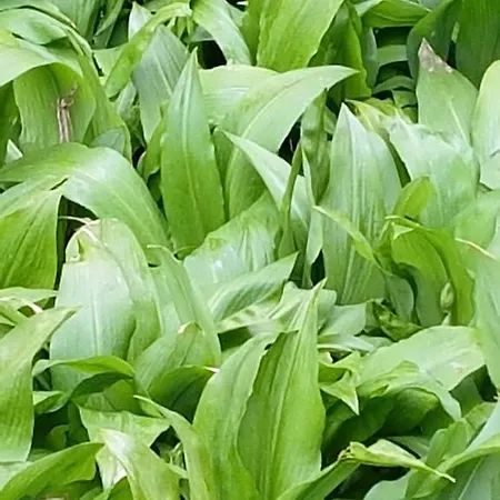 Hammerknuden Apartahotel