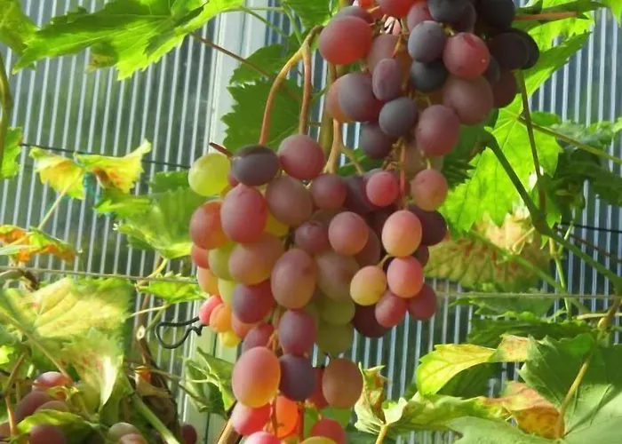 Hammerknuden Allinge-Sandvig