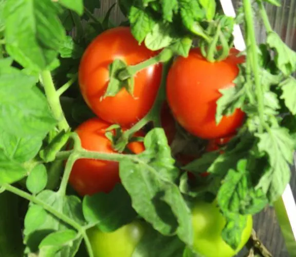 Lägenhetshotell Hammerknuden 3*