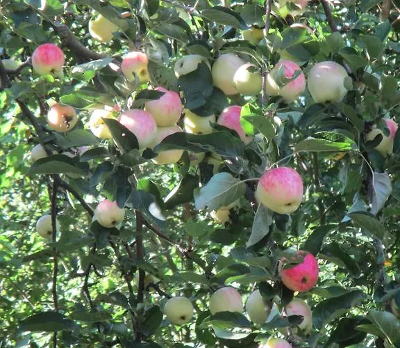 Hammerknuden Lägenhetshotell 3*