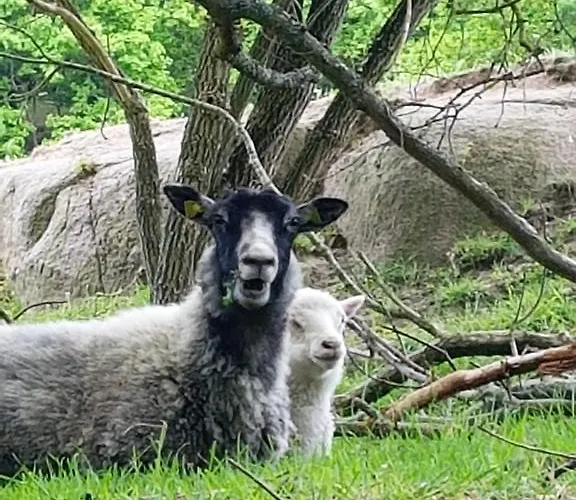 Aparthotel Hammerknuden Allinge-Sandvig