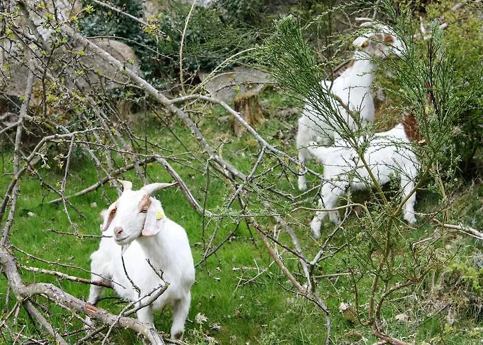 Aparthotel Hammerknuden Allinge-Sandvig