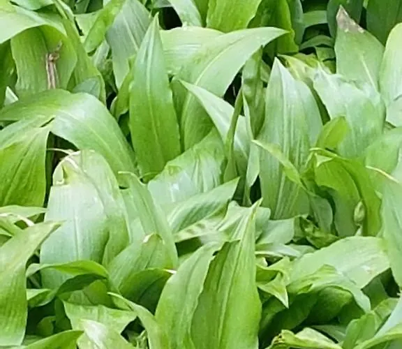 Hammerknuden Aparthotel